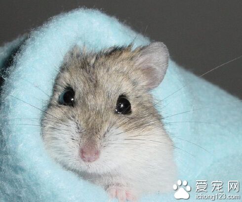 仓鼠感冒了怎么办 人的感冒会传染给仓鼠