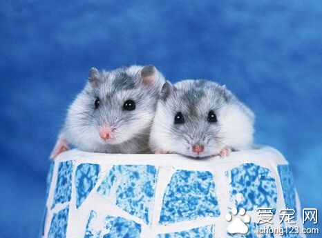 仓鼠在哪里买 仓鼠是热带的怕热更怕冷