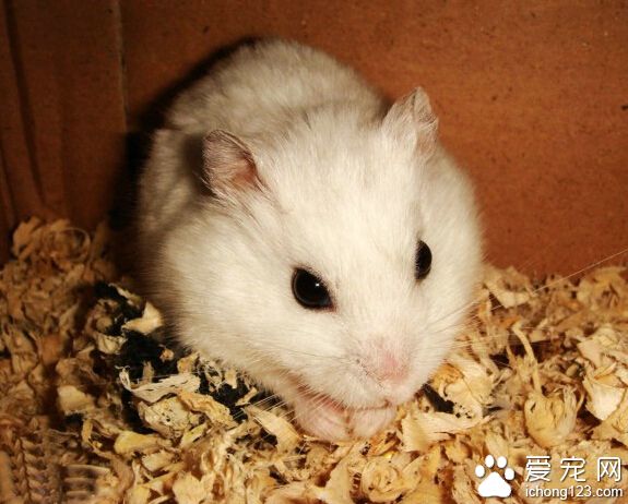 怎样饲养仓鼠 带给它们适合的生活环境