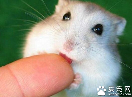 哪里有卖仓鼠 品种纯正价格也不高