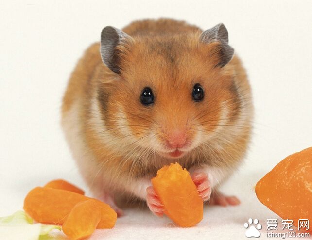 仓鼠怎么养 冬季寒冷的时候会伪冬眠