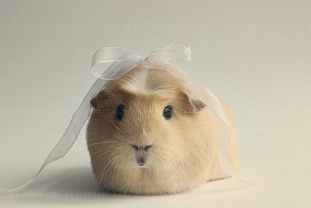 仓鼠的饲养 春季是仓鼠感冒多发的季节