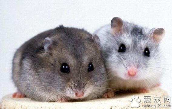 仓鼠咬人吗 仓鼠的领地意识很强而且视力不好