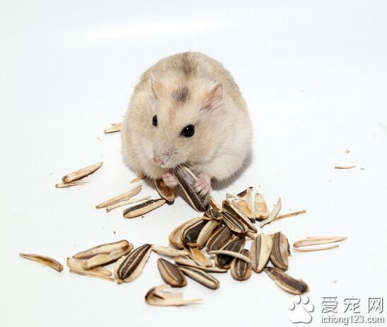 仓鼠为什么喜欢跑轮 不提供跑轮对仓鼠的危害