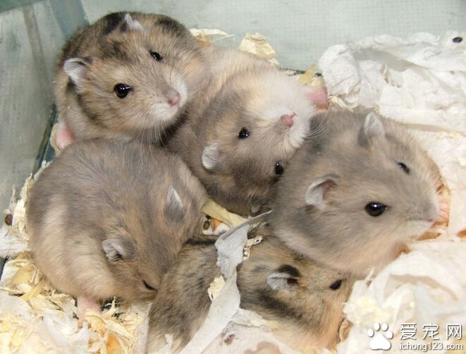 仓鼠用什么磨牙 仓鼠不磨牙的危害很大