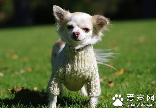 狗狗尿尿怎么训练 让它在熟悉的地方和时间小便