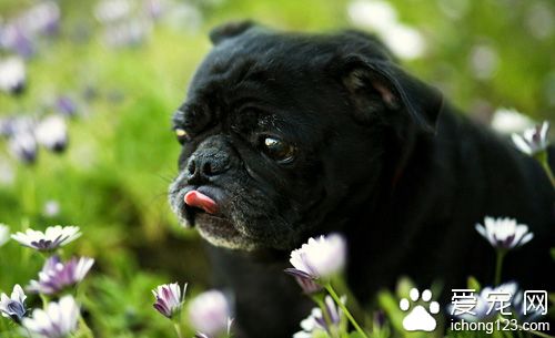 狗狗吃什么可以长胖 钙片维生素必不可少