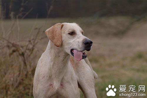 猎狐犬的智商 智商排名第46位不易训练