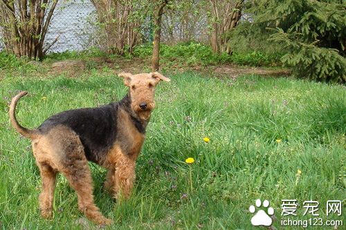 万能梗的日常护理 幼犬的日常护理和健康关系大