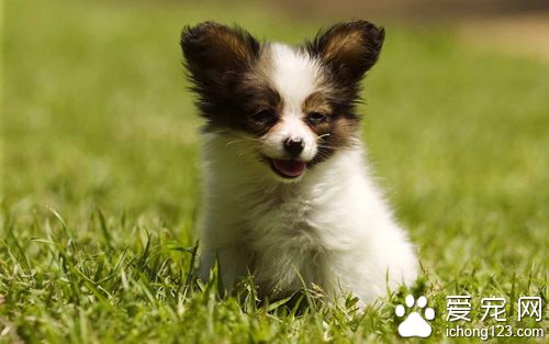 训练狗狗奖励什么 恩威并施奖励不可过量