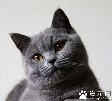 英国短毛猫眼睛颜色 被毛色不同眼睛色不同