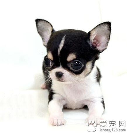 一个月的小狗一天喂几次 幼犬的生活要有规律