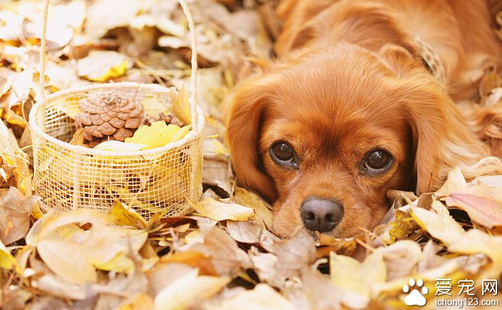 狗狗多大训练大小便 让狗狗更早的形成习惯
