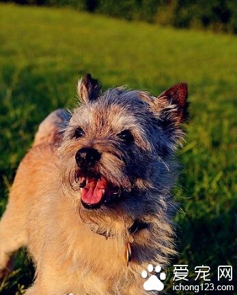 凯安梗好养吗 受人们喜爱属易饲养犬种