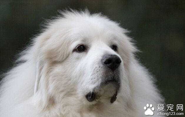 大白熊犬会咬人吗 多数不会主动攻击人类