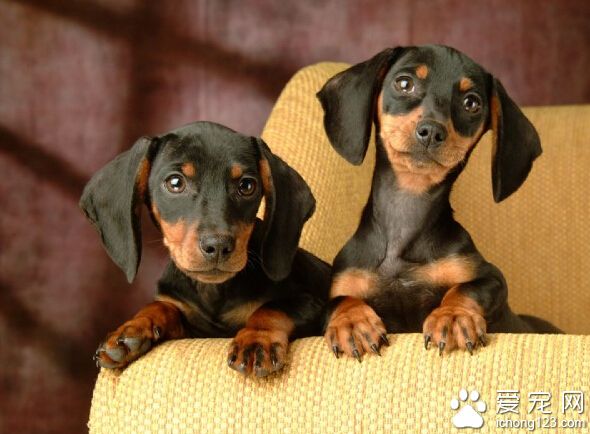 男人养什么狗好 长毛犬不适合粗心的男生