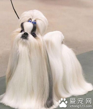 20天的狗狗吃什么 不可以喂牛奶