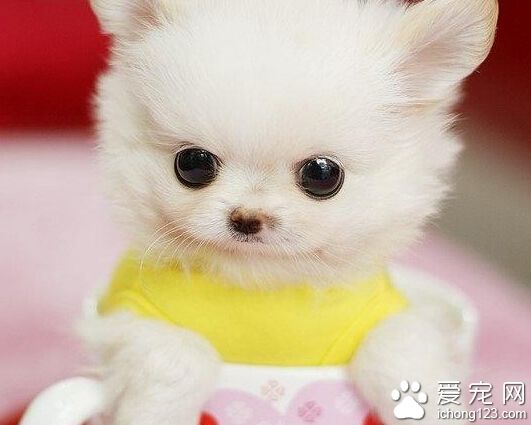 狗狗一天尿几次 每天饮水量有关系