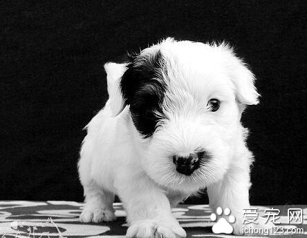 西里汉梗的日常护理 日常饲养的注意事项