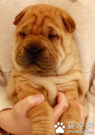 如何训练沙皮狗 让他对驯养者训练的内容形成条件反射