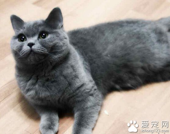 英国短毛猫吃什么 肉食动物清淡为主