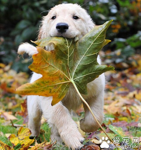 一个月大的小狗一天吃多少 良好习惯很重要