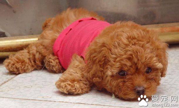 狗狗吃什么容易胖 怎么都不胖可能需要驱虫