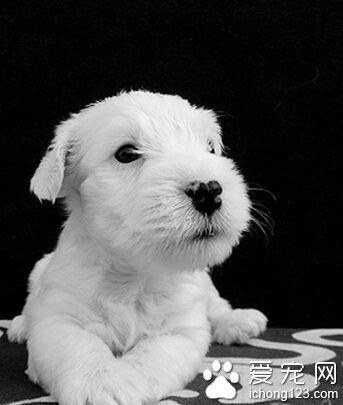 西里汉梗掉毛吗 它的被毛不会脱落