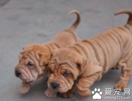 沙皮狗怎么训练 对它进行严格科学的训练