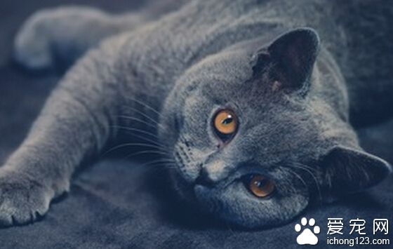 英国短毛猫怎么养 猫都容易喜新厌旧