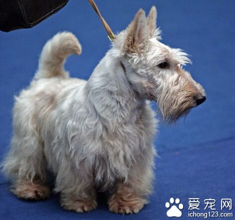 西里汉梗哪里买 选购时向卖主索要各类证书