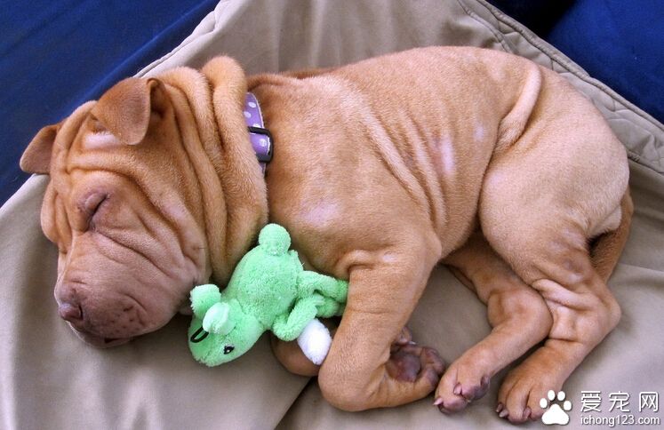 沙皮狗聪明吗 在犬类智商排名中位列第五十一位