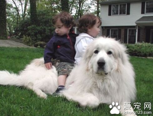 大白熊犬喂什么 别吃有味道和刺激性的东西