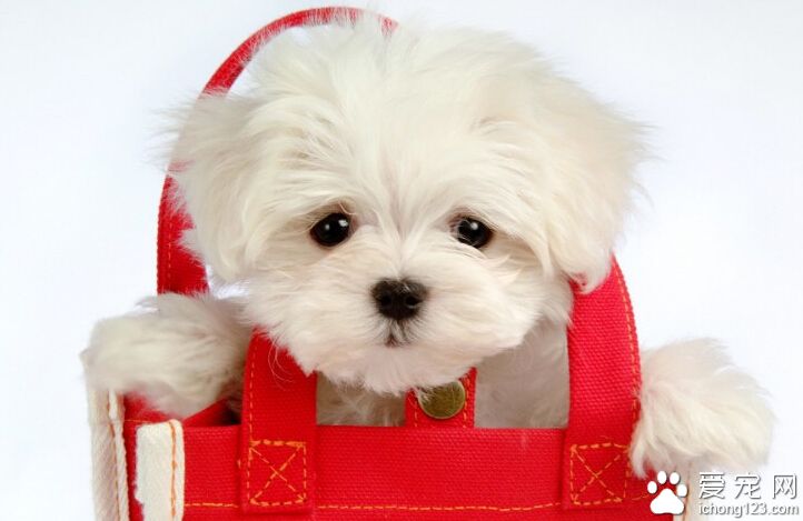 2个月的狗狗吃什么 国产的商品狗粮不好