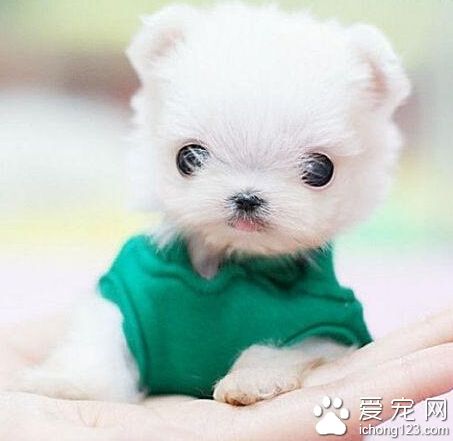 养狗注意事项 注意观察狗的进食情况