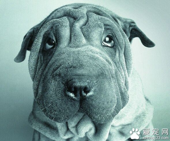 沙皮狗能长多大 它不是很大属于中型犬