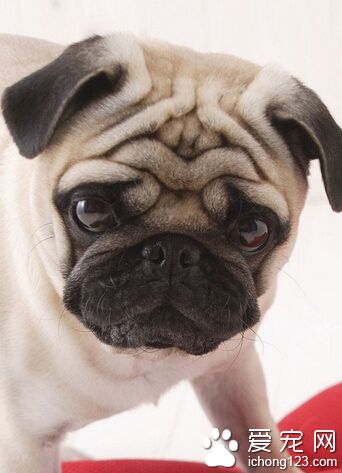 成年狗狗一天吃多少狗粮 能确保狗狗健康的成长