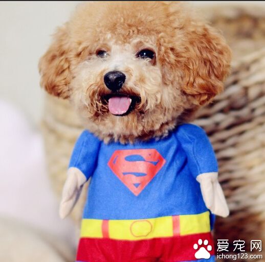 怎么训练狗狗拒食 狗狗拒食的重要性