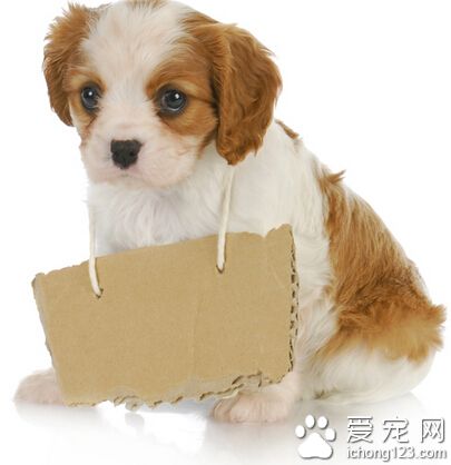 训练狗狗的方法 注意十个训练狗狗的要点
