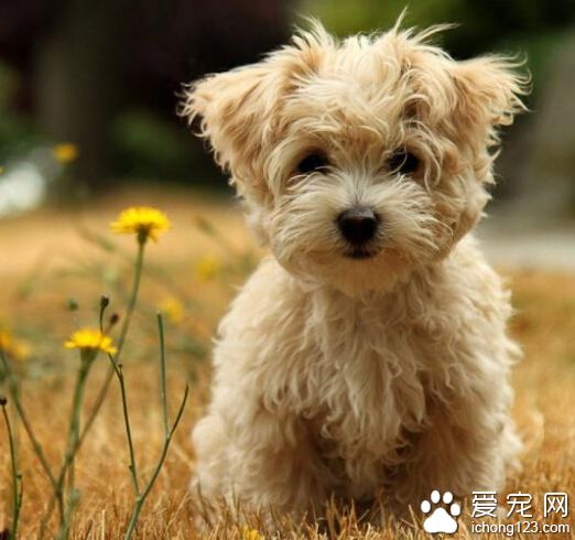 狗狗一天吃多少斤狗粮 要定时定量来用餐