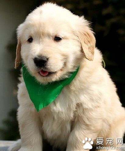 如何训练狗狗谢谢 狗狗需要鼓励它能更好