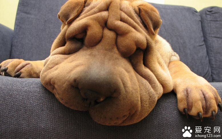 沙皮犬好养吗 饲养沙皮犬一定要有足够的时间