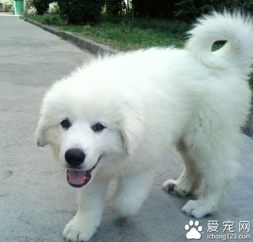 大白熊犬好训吗 工作服被评为“差强人意”