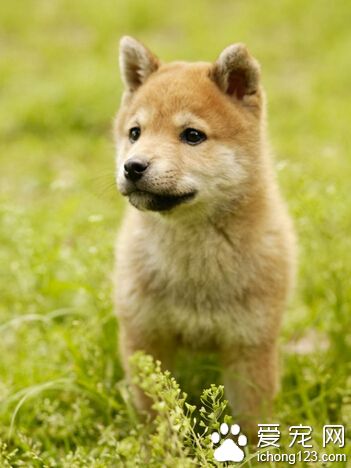 训练狗狗捡东西 提高自己在狗狗心中地位