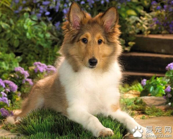 狗狗如何训练大小便 开始训练时多用零食奖励