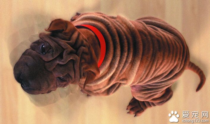 沙皮狗掉毛吗 狗狗会季节性的脱毛