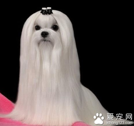 怎样训练狗狗站立 培养狗对距离指挥的适应性