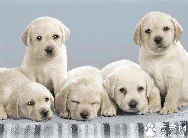 怎么训练狗狗坐 一个循序渐进的过程