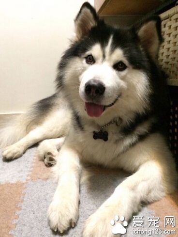 如何训练狗狗站 带上项圈方便站立