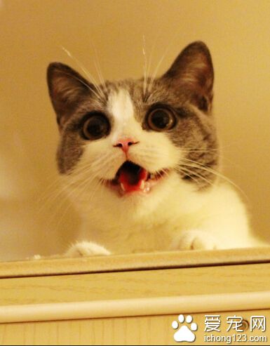 英国短毛猫遗传病 心肌的病有猝死风险